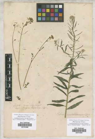 Erysimum