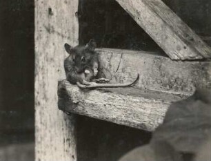 Hausmaus (Mus musculus L.), sich putzend