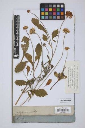 Scabiosa amoena Jacq.