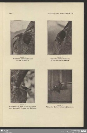 Fütterndes Gartenrotschwanz-Männchen