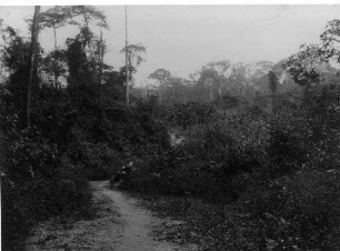 Ang.: Urwald Süd-Kamerun (vor 1914)