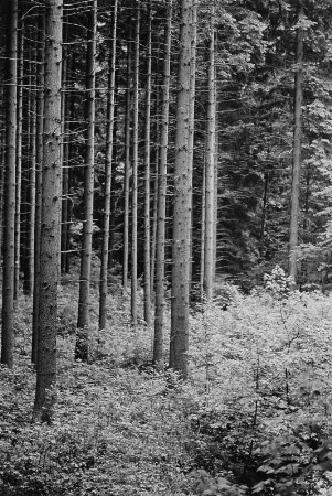 Wald auf Rügen oder im Harz