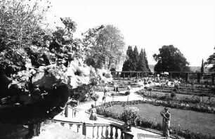 Mainau, Insel Mainau: Rosengarten, Gesamtansicht