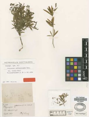 Polycarpon suffruticosum Griseb. var. virens Griseb.[type]