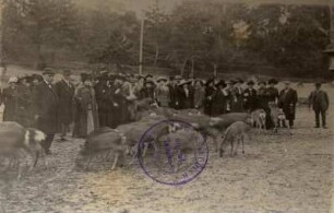 Gruppenbildnis mit Touristen bei der Rehfütterung im Nara-Park : Weltreisen. Nara. Gruppenbildnis mit Touristen bei der Rehfütterung im Nara-Park