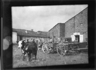 Kriegsaufnahmen 1915-1916