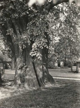 Mittweida-Ringethal. Alte Linde bei der Kirche. Teilansicht