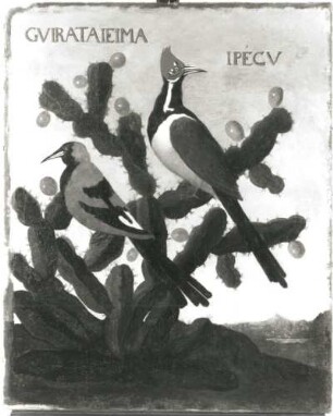 CVIRATAIEIMA IPECU Specht (Picus comatus) : CVIRATAIEIMA IPECU Specht (Picus comatus). Öl auf Leinwand (1655/1663; A. Eckhout). Radebeul, Hoflößnitz, Berg- und Lusthaus, Festsaal (nach der Restaurierung)