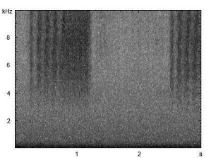 Wiesengrashüpfer | Chorthippus dorsatus - Stridulation