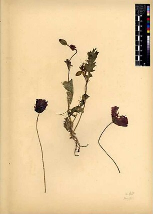 Papaveraceae Papaver Rhaeas Linné, Carl von (1707 - 1778) [Wadi Kelt (Trockental)]