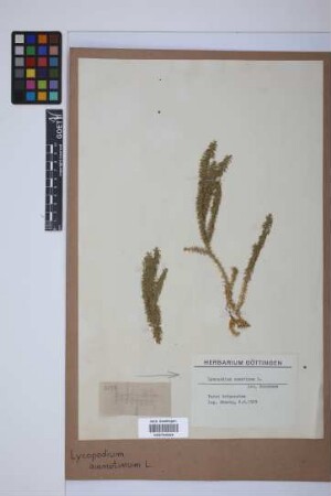 Lycopodium annotinum annotinum L.