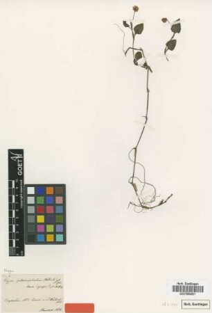 Polygonum sphaerocephalum Wall. ex Meisn. [type]