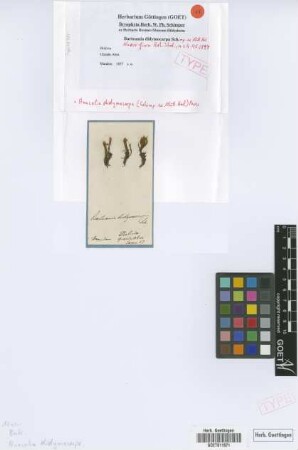 Bartramia didymocarpa Schimp. ex Müll.Hal. [type]