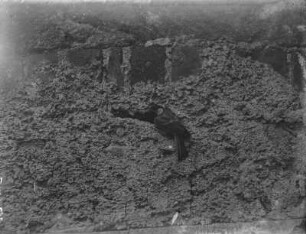 Kohlmeise : Kohlmeise (Parus major L.) vor der Nisthöhle in einer Hauswand.
