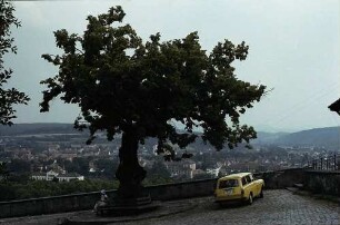 Tübingen: Alte Eiche vor dem Schlosstor