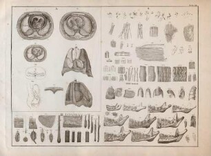 Die Ausbreitung des Herzbeutels, pericardium, des Brustfells, pleura, und des Bauchfells, peritonaeum/ Blut- und Lymphkörnchen 400 Mal vergrößert