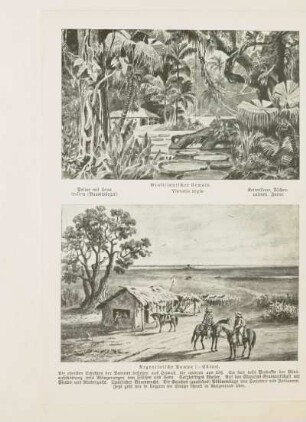 Brasilianischer Urwald