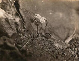 Europa. Spitzahorn (Acer platanoides), Keimlinge