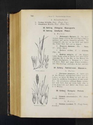 34. Gattung. Fuchsschwanz. Alopecurus.