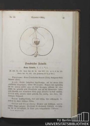 Nr. 22. Dezember - März. Osnabrücker Reinette. Graue Reinette.