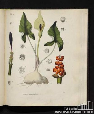Arum maculatum.