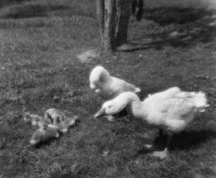 Tiere. Gänse mit Gösseln