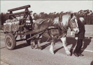 Abtransport nach Treibjagd
