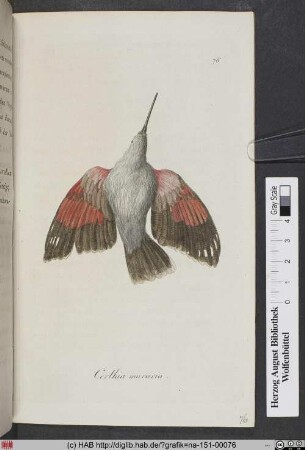 Certhia Muraria / Der Mauerspecht.