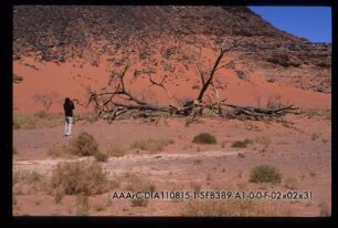 (oberes) Wadi Hamra, Acacia