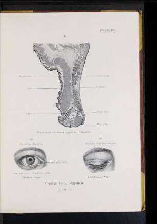 Organon visus. Palpebrae.