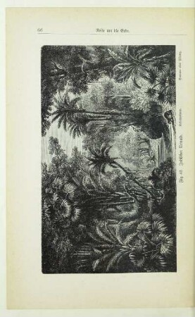 Indischer Urwald