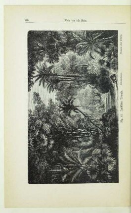 Indischer Urwald