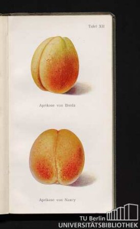 Tafel XII. Aprikose von Breda und Aprikose von Nancy.