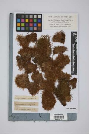 Jungermannia emarginata