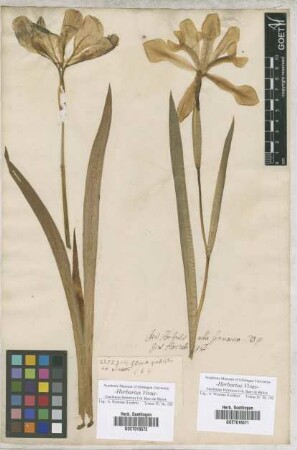 Iris