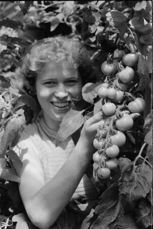 VEB Gemüsekombinat Wollup. Tomatenernte