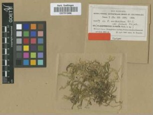 Plagiothecium neckeroideum Schimp. var. javense M.Fleisch.[syntype]