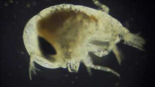 Lestrigonus sp., Lanzarote 2022