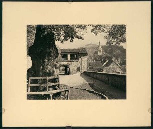 Hohentübingen, Schlosslinde