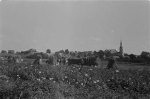 Erntefeld mit Kornpuppen. Landwirtin in sorbischer katholischer Alltagstracht. : Žně žita. Snopy na žitnišću. Ratarka w serbskej katolskej wšědnej drasće.