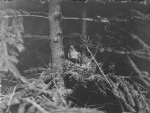Dorngrasmücke : Dorngrasmücke (Sylvia communis Latham)