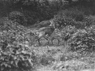 Rehe, Ricke säugt Kitz