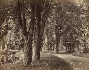 Waldweg am Wasser