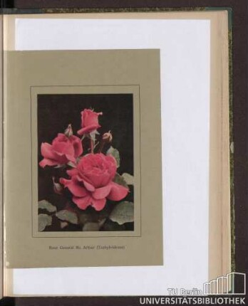 Rose General Mc Arthur (Teehybridrose)