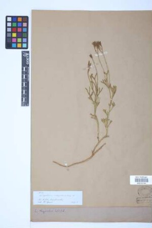 Diphasiastrum thyoides (Humb. & Bonpl. ex Willd.) Holub