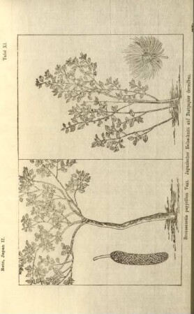 Broussonetia papyrifera Vent. Japanischer Holzschnitt auf Bastpapier derselben