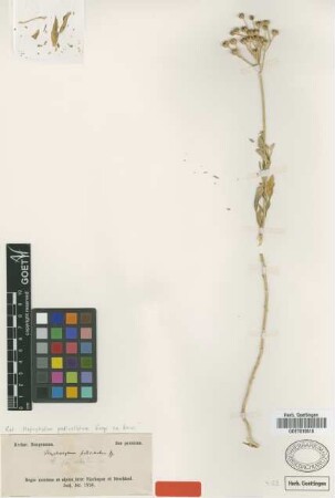 Haplophyllum pedicellatum Bunge ex Boiss. [type]