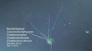 Chaetoceros densus Sylt 2014