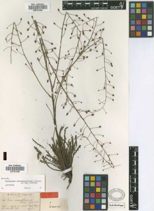 Celsia coronopifolia Boiss. & Balansa