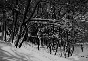 Bei Blankenburg (Harz). Verschneiter Winterwald